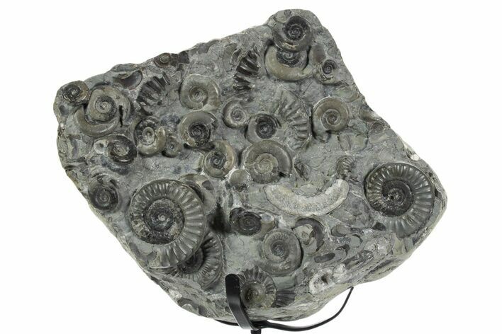 Fossil Ammonite (Arnioceras) Cluster - Holderness Coast, England #353867